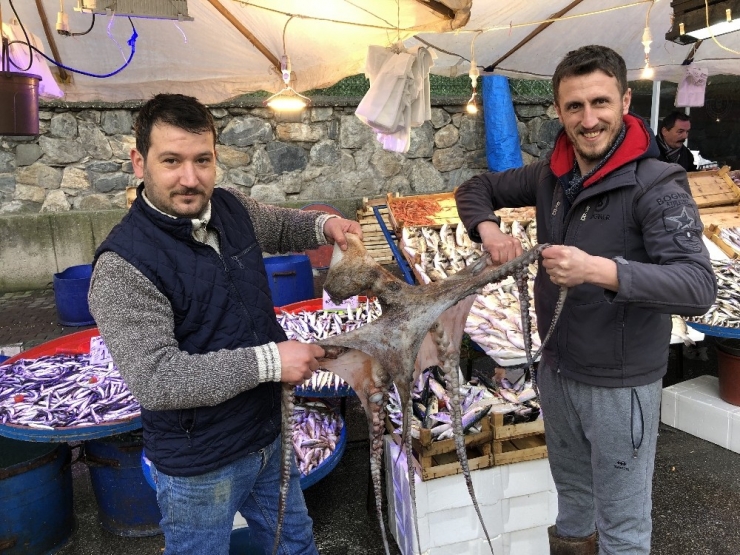 3 Metrelik Ahtapot İlgi Odağı Oldu