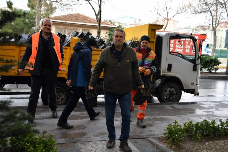 Beylikdüzü’nde Sevgi İçin 20 Bin Gül Fidanı