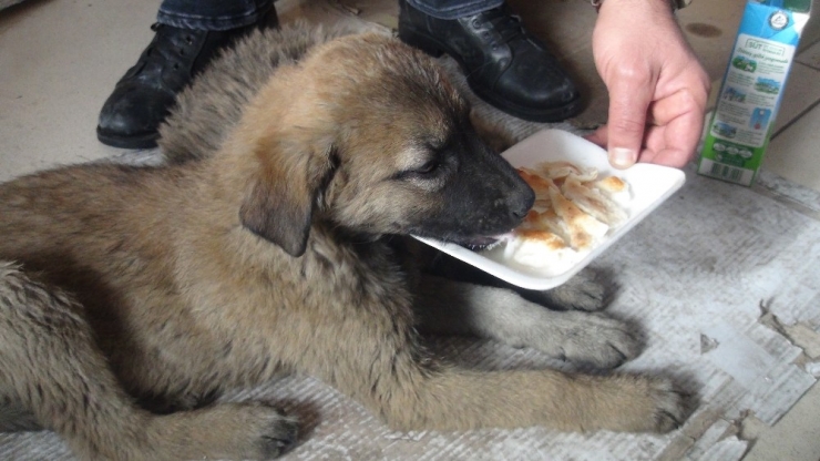 Ahlat’tan Soğuk Kış Gününde Yürekleri Isıtan Görüntü
