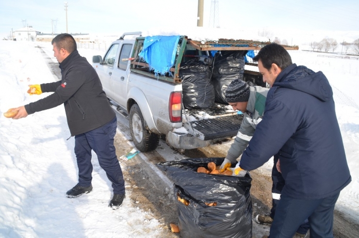 Bünyan Belediyesi Sokak Ve Yaban Hayvanlarını Unutmuyor