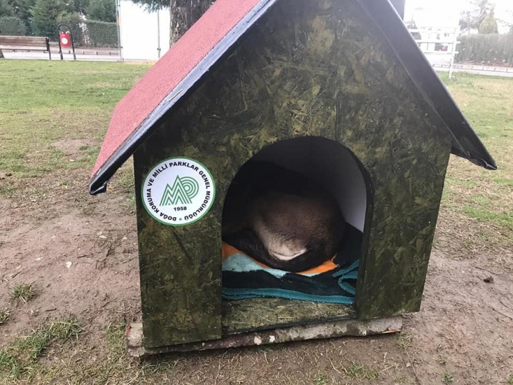 Düzce’de Kurumların Desteği İle Sokak Hayvanları Sıcak Yuvaya Kavuştu