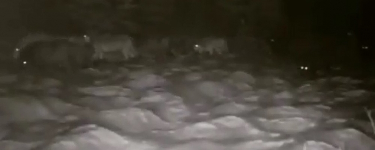 Erzurum’da Aç Kalan Kurtlar Köye İndi