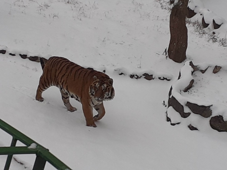 Hayvanat Bahçesindeki Ayıların Kar Keyfi