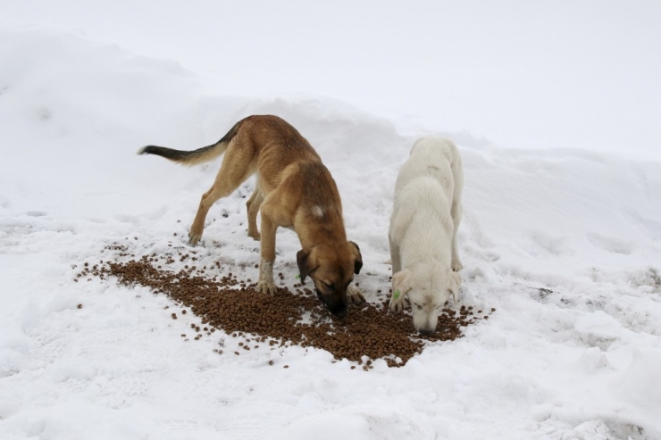 Sokak Hayvanları Unutulmadı