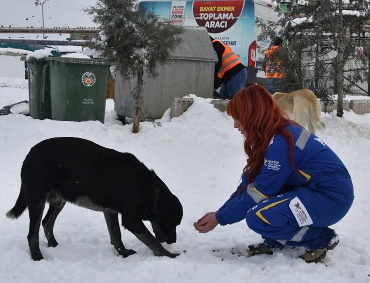 Hayvanlar İçin Doğaya Yiyecek Bırakıldı