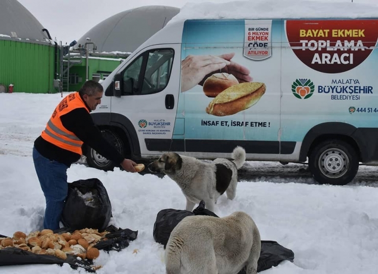 Hayvanlar İçin Doğaya Yiyecek Bırakıldı
