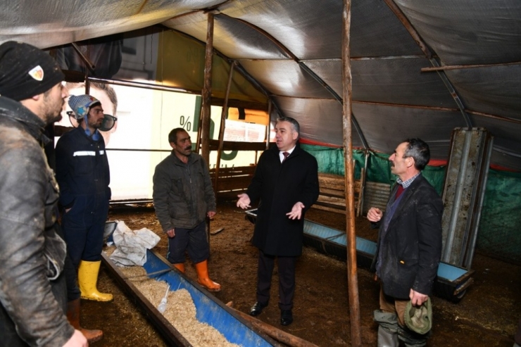 İl Tarım Ve Orman Müdürü Şahin Kar Yağışında Çöken Ağıllarda İncelemelerde Bulundu