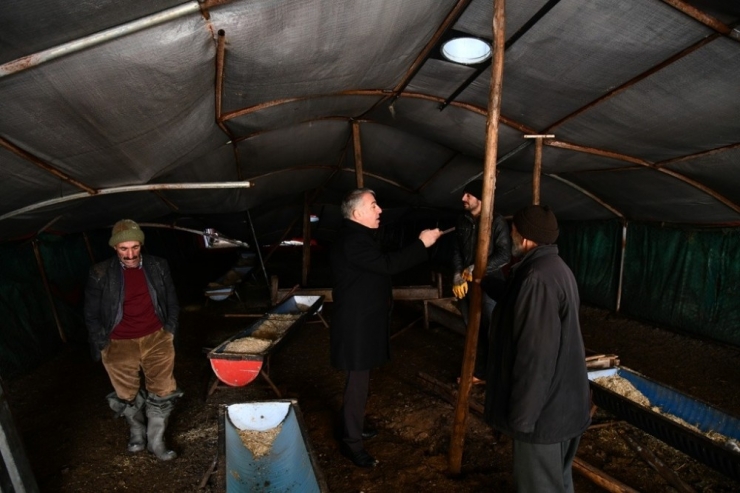 İl Tarım Ve Orman Müdürü Şahin Kar Yağışında Çöken Ağıllarda İncelemelerde Bulundu