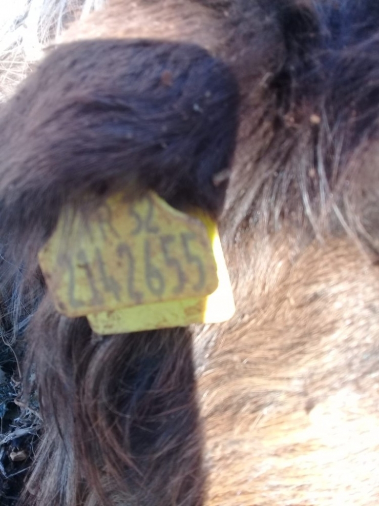 Isparta’da Kurtlar Keçilere Saldırdı