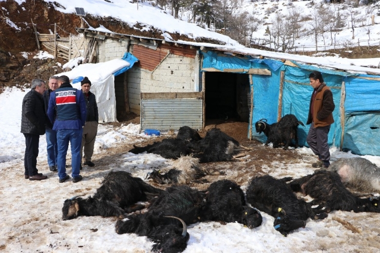 Ahır Yangını: 245 Keçi Ve Yavrusu Telef Oldu