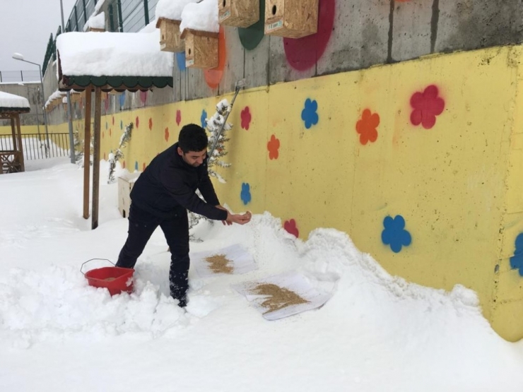 Karda Aç Kalan Kuşlar İçin Doğaya Yem Bırakıldı
