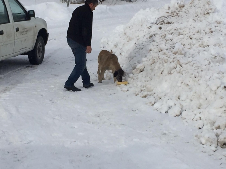 Kar Savaşçılarının Yolunu Köylüler Kadar Sokak Hayvanları Da Bekliyor