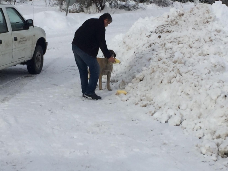 Kar Savaşçılarının Yolunu Köylüler Kadar Sokak Hayvanları Da Bekliyor