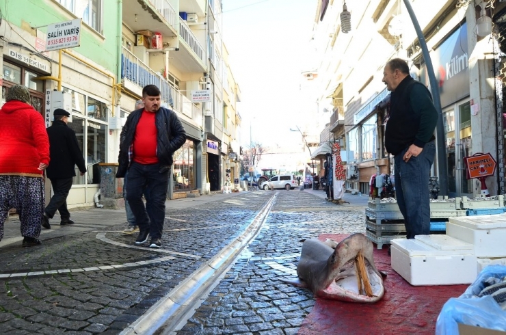 Marmara’da Yakalandı: 3 Metrelik Dev