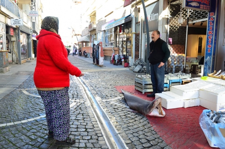 Marmara’da Yakalandı: 3 Metrelik Dev