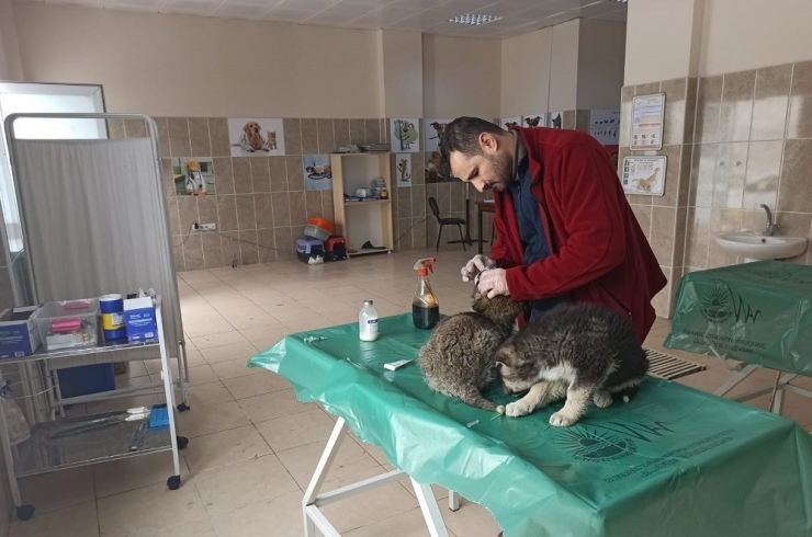 Dondurucu Soğukta Annelerini Kaybeden Yavru Köpeklere Belediye Sahip Çıktı