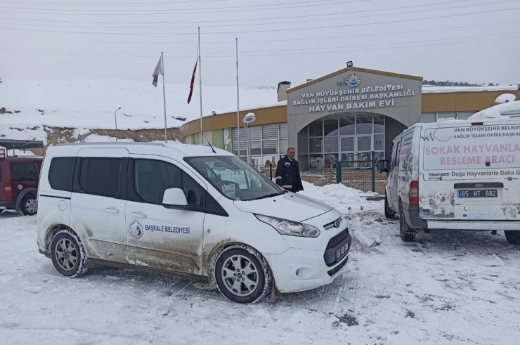 Dondurucu Soğukta Annelerini Kaybeden Yavru Köpeklere Belediye Sahip Çıktı