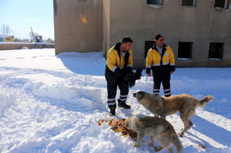 Gürpınar Belediyesi Sokak Hayvanlarını Unutmadı