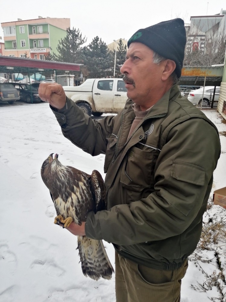 Yaralı Doğana İlçe Tarım Sahip Çıktı