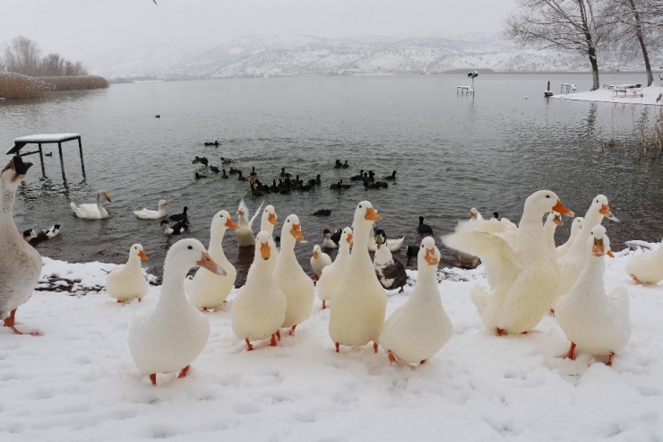 Göldeki Hayvanlara Yiyecek Bırakıldı