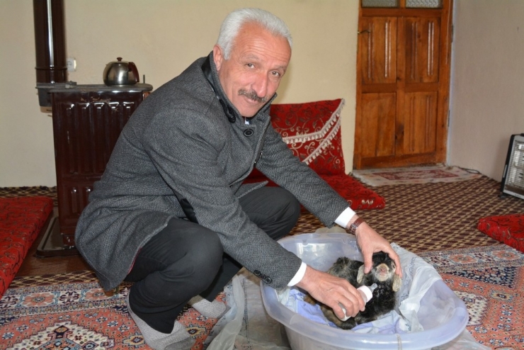 Hakkari’de Erken Doğan Oğlağa Bebek Gibi Bakılıyor