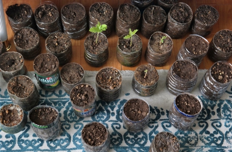 Eskişehirli ‘Toprak Dede’ Evinin İçinde Fidan Yetiştiriyor