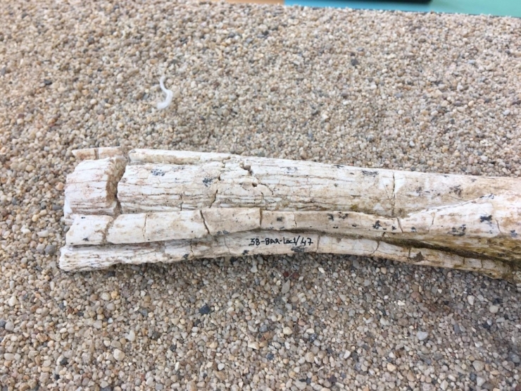 Kayseri’de 7 Buçuk Milyon Yıllık 3 Toynaklı At Fosilleri Bulundu