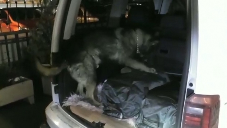 Yurt Dışından Getirilen Çay Paketlerinden Uyuşturucu Madde Çıktı