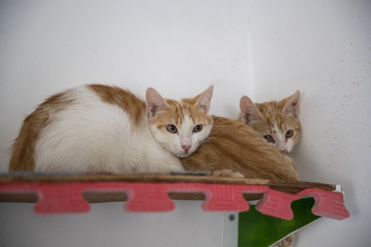 Çorumlu "30 Kardeş" Mersinli Oldu