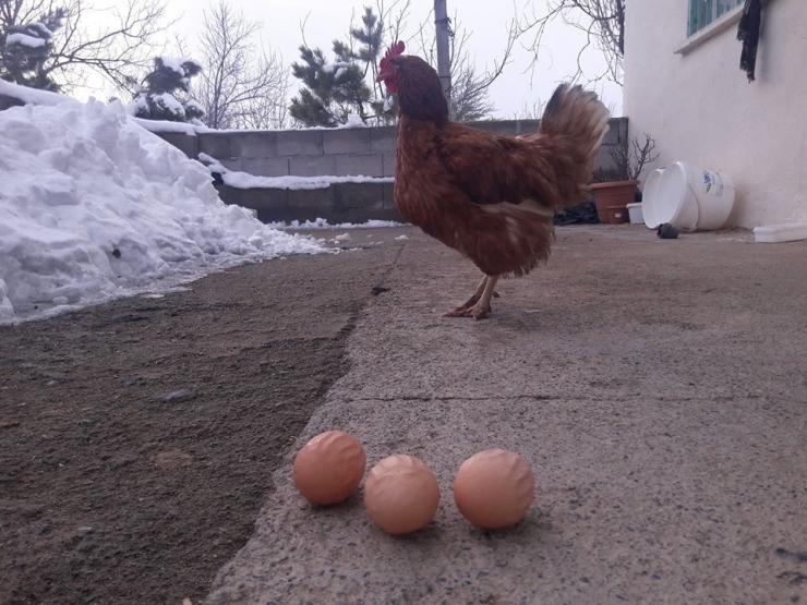 Bu Tavuk ’Allah’ Yazan Yumurtalar Yumurtluyor