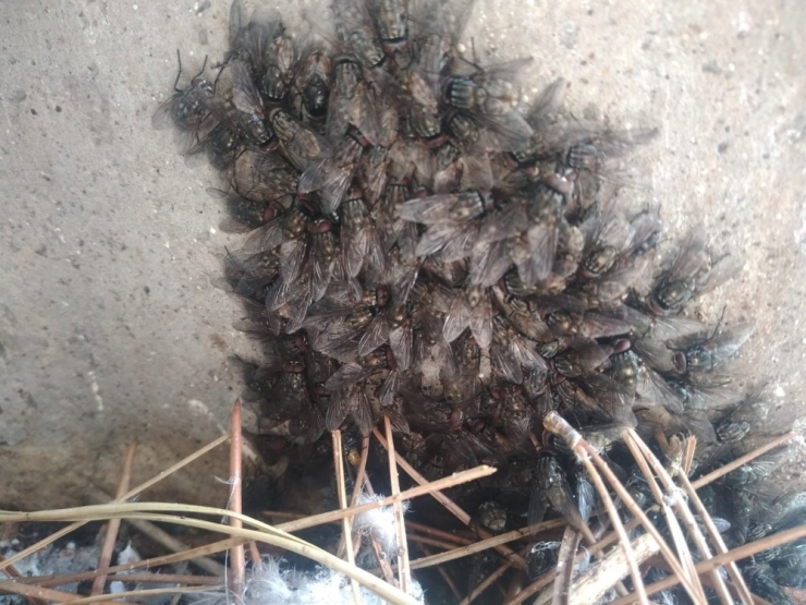 Minareye Yuva Yapan Uğur Böcekleriyle Sinekleri Besliyor