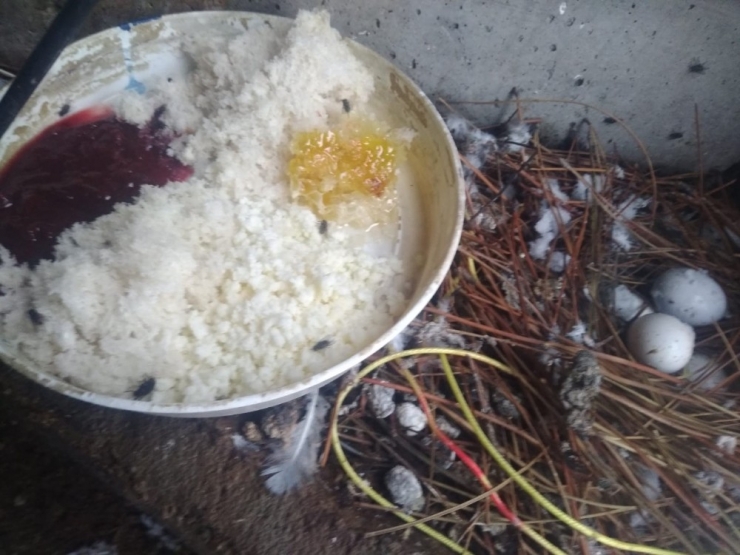 Minareye Yuva Yapan Uğur Böcekleriyle Sinekleri Besliyor