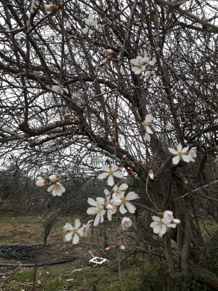 Antalya’da Bademler Erken Çiçek Açtı