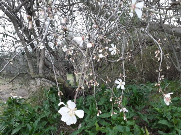 Antalya’da Bademler Erken Çiçek Açtı