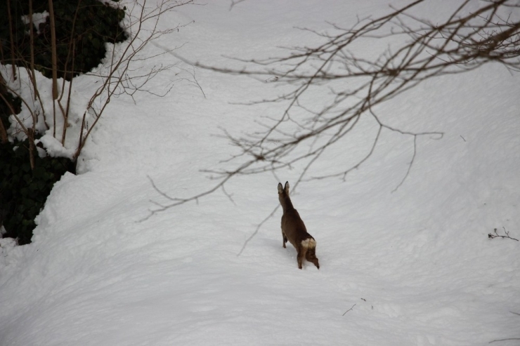 Yaralı Karaca Tedavisinin Ardından Doğaya Bırakıldı