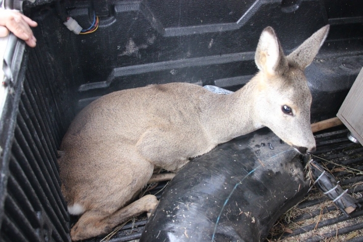 Yaralı Karaca Tedavisinin Ardından Doğaya Bırakıldı