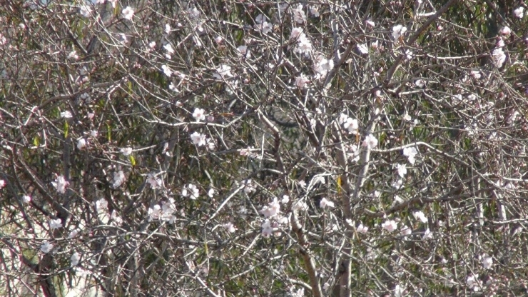 Antalya’da Bademler Çiçek Açtı