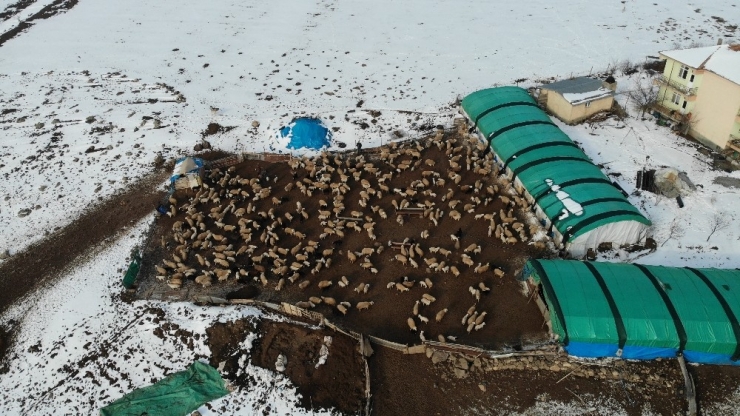 Elazığ’da Kuzuların Anneleriyle Muhteşem Buluşması