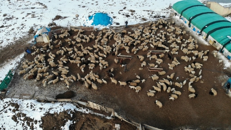 Elazığ’da Kuzuların Anneleriyle Muhteşem Buluşması