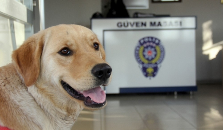 Kaybolan Köpek Karakola Sığındı