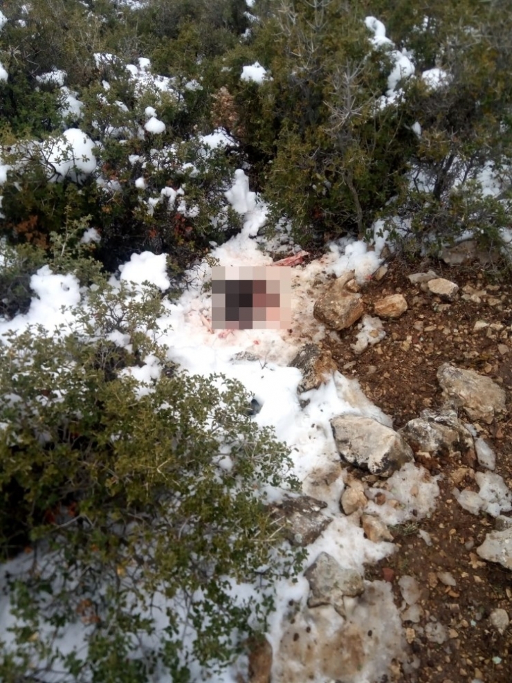 Isparta’da Kurtlar Sürüye Saldırdı: 45 Keçi Telef Oldu