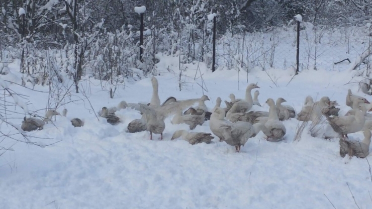 Kazların Kar Banyosu Keyfi