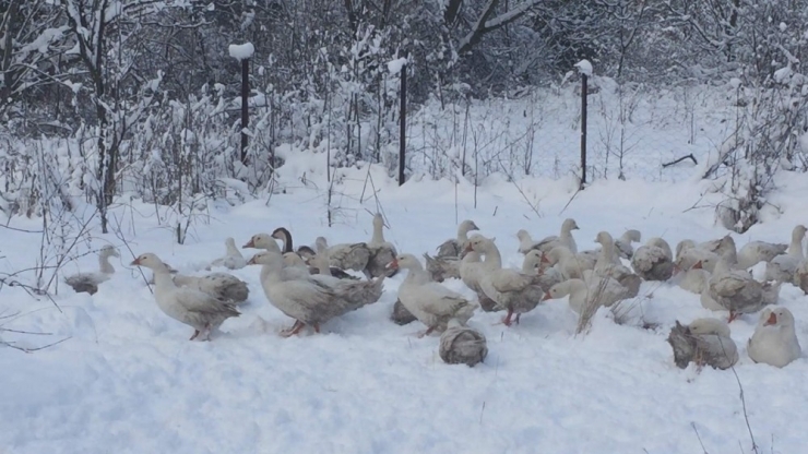 Kazların Kar Banyosu Keyfi