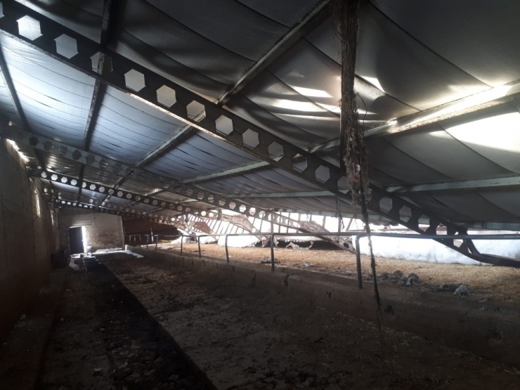 Karın Ağırlığına Dayanamayan Ahırın Çatısı Çöktü