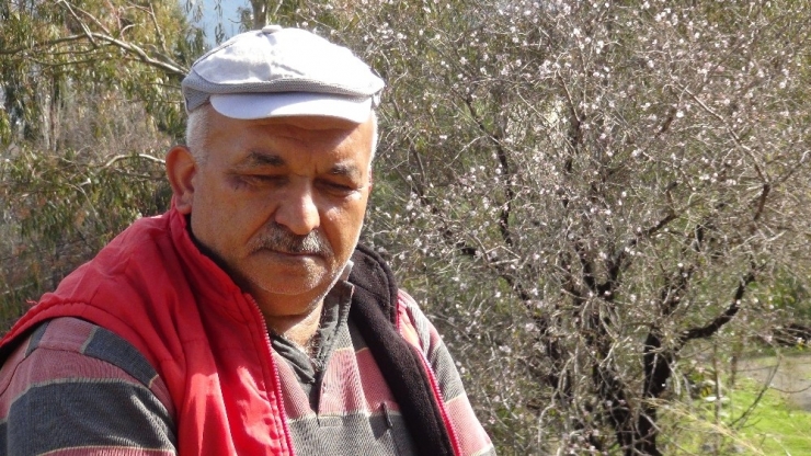 Antalya’da Bademler Çiçek Açtı