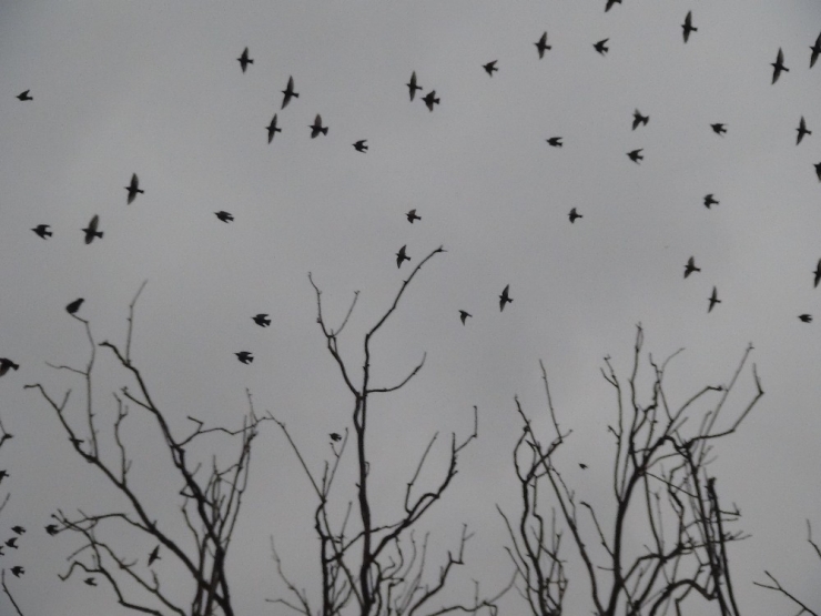 Sığırcık Kuşlarının Dansı Hayran Bıraktı