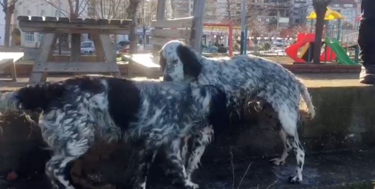 Kayalıklara Sıkışan Köpek Kurtarıldı