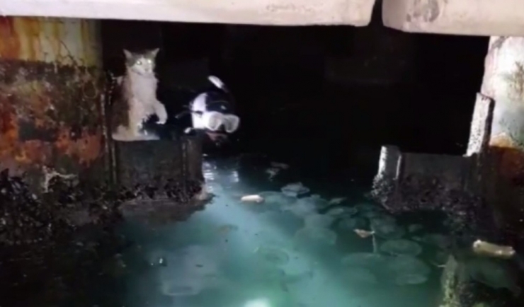 Sahil Güvenlik Komutanlığı Ekiplerinin Kedi Kurtarma Operasyonu Kamerada