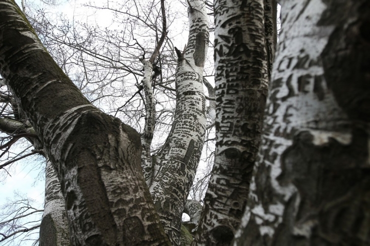 ‘Künye Ağaç’ Bakım Bekliyor