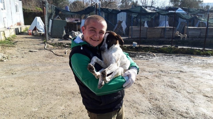 Lapseki’de 2 Ayda 406 Sokak Hayvanı Kısırlaştırılarak Aşılandı